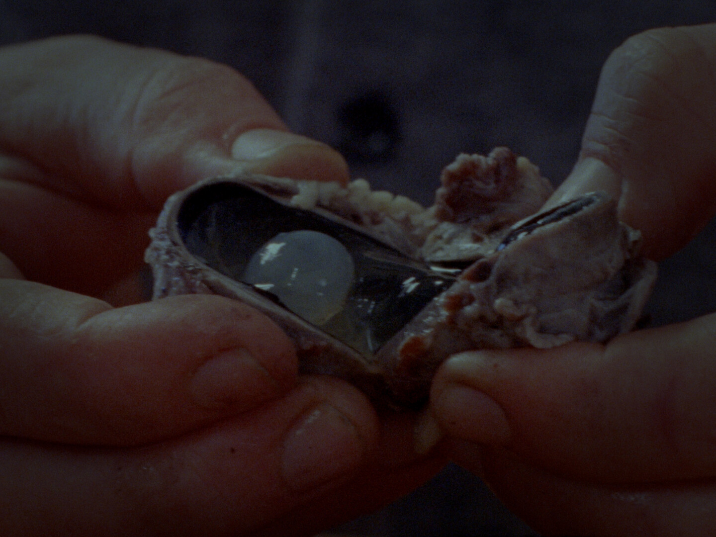 Animal Eye - video still