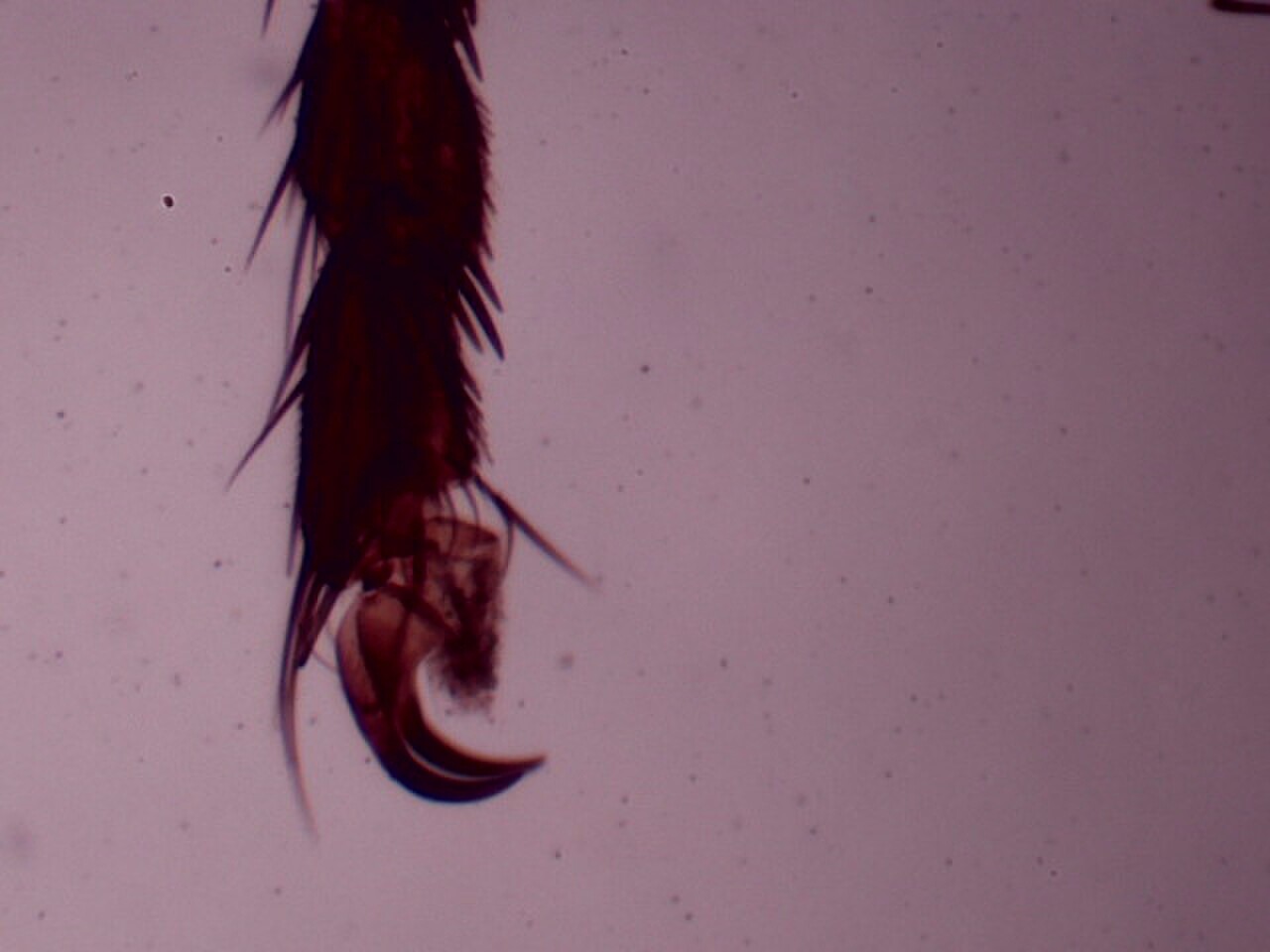 The Fly of Theseus - video still